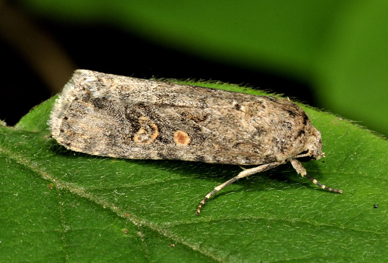 Noctuidae infestante - Spodoptera exigua
